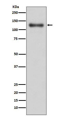 Rabbit Polyclonal Antibody to LAMP1