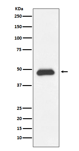 Rabbit Polyclonal Antibody to Fas