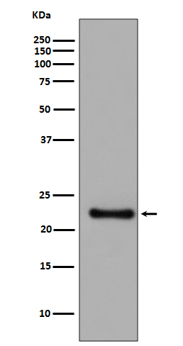 Rabbit Polyclonal Antibody to Glutathione Peroxidase 1