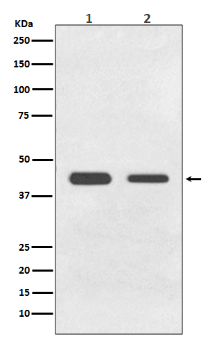 Rabbit Polyclonal Antibody to BMP11