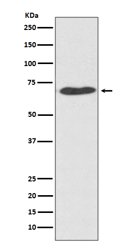 Rabbit Polyclonal Antibody to PDIA2
