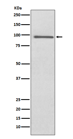 Rabbit Polyclonal Antibody to PROX1