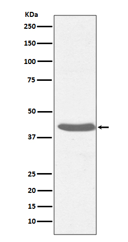 Rabbit Polyclonal Antibody to MHC Class I