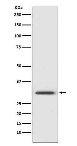 Rabbit Polyclonal Antibody to Annexin V