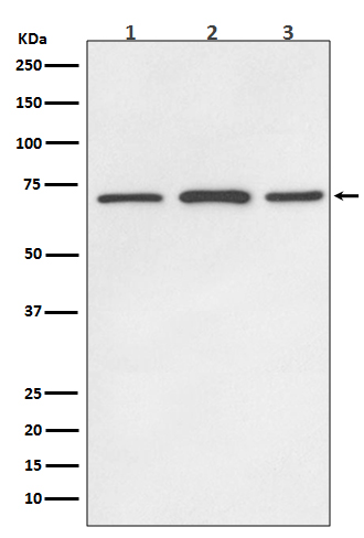 Rabbit Polyclonal Antibody to SDHA