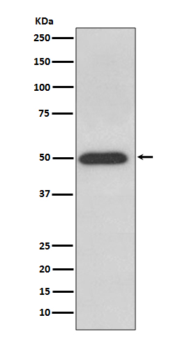 Rabbit Polyclonal Antibody to ATPB