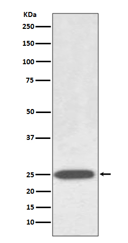 Rabbit Polyclonal Antibody to Aquaporin 1