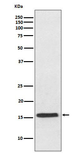 Rabbit Polyclonal Antibody to VAMP2