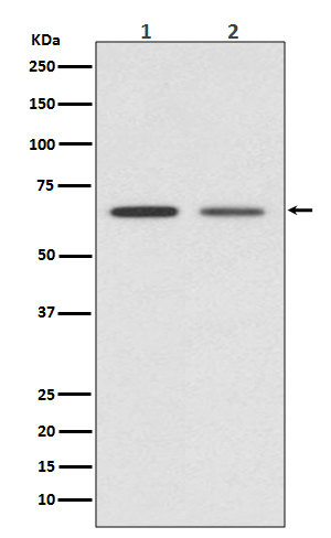 Rabbit Polyclonal Antibody to GAD67