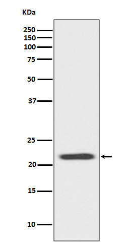 Rabbit Polyclonal Antibody to Bid