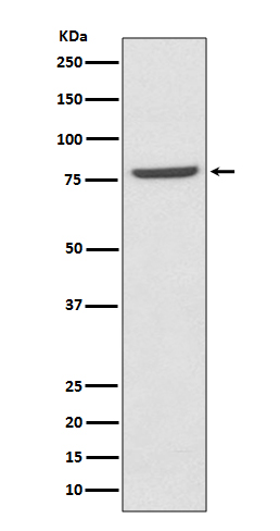 Rabbit Polyclonal Antibody to Mre11
