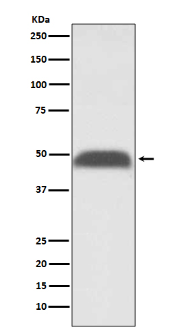 Rabbit Polyclonal Antibody to PABPN1