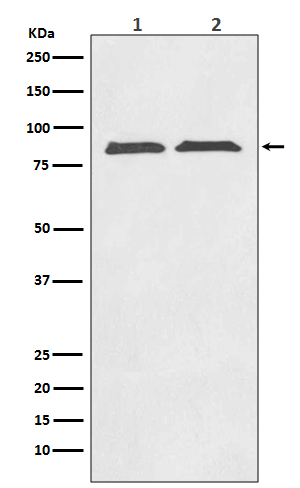 Rabbit Polyclonal Antibody to Axin 2