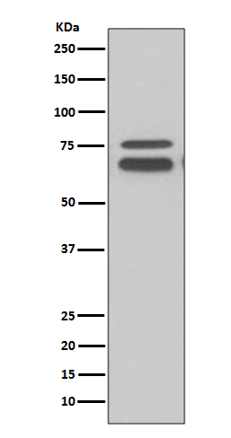 Rabbit Polyclonal Antibody to FMRP