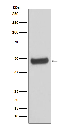 Rabbit Polyclonal Antibody to PKA RII beta