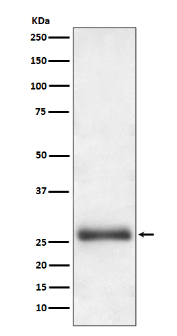 Rabbit Polyclonal Antibody to ATG10