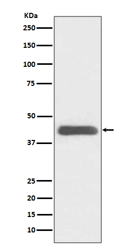 Rabbit Polyclonal Antibody to GATA1