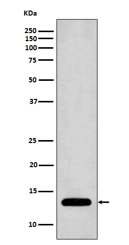 Rabbit Polyclonal Antibody to Profilin 1