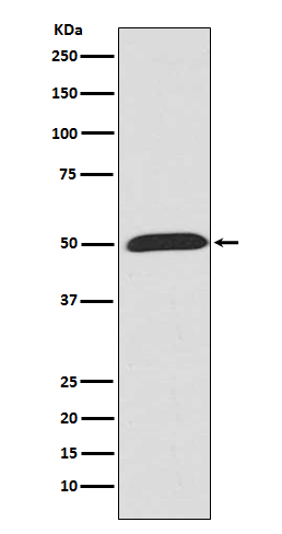 Rabbit Polyclonal Antibody to Wnt5a