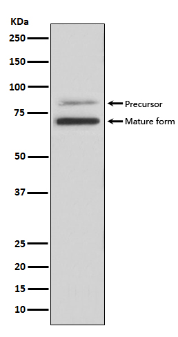 Rabbit Polyclonal Antibody to PCSK9
