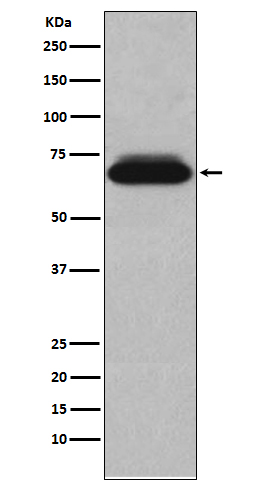 Rabbit Polyclonal Antibody to NUR77