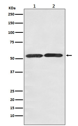 Rabbit Polyclonal Antibody to Glucose Transporter GLUT3