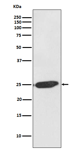 Rabbit Polyclonal Antibody to SNAP25