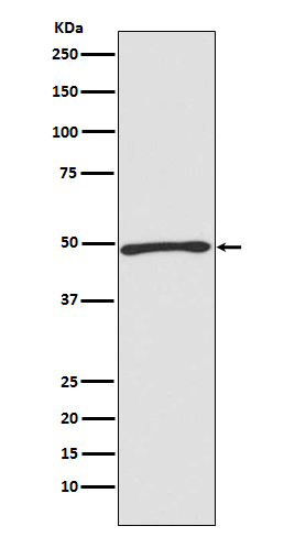 Rabbit Polyclonal Antibody to ATG4C