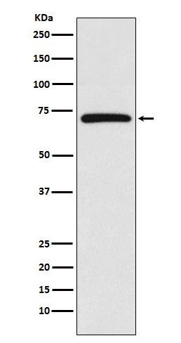 Rabbit Polyclonal Antibody to cIAP1