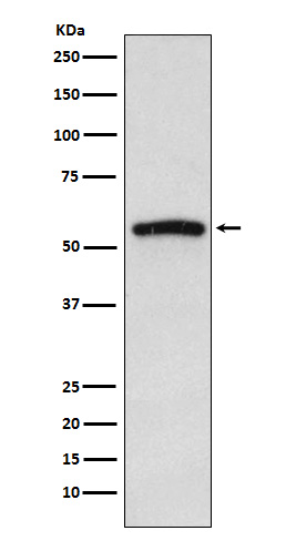Rabbit Polyclonal Antibody to IRAK4
