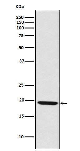 Rabbit Polyclonal Antibody to LMO2