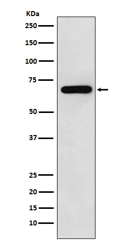 Rabbit Polyclonal Antibody to N WASP