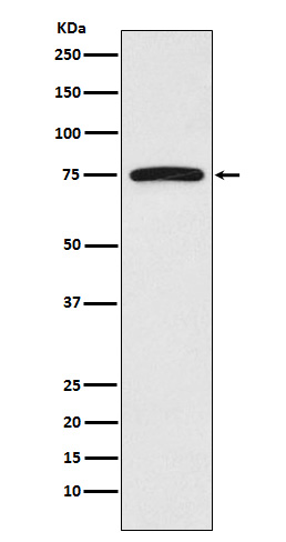 Rabbit Polyclonal Antibody to FRS2