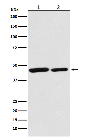 Rabbit Polyclonal Antibody to Citrate Synthetase