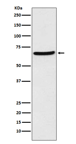 Rabbit Polyclonal Antibody to CDT1