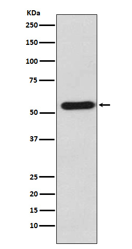Rabbit Polyclonal Antibody to Staufen