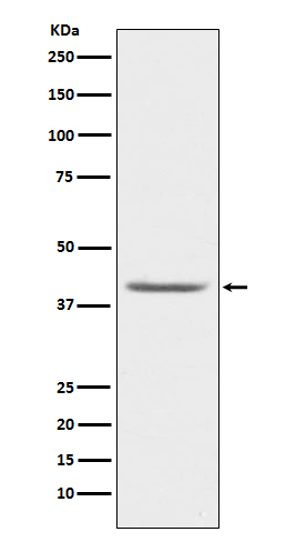 Rabbit Polyclonal Antibody to PON1