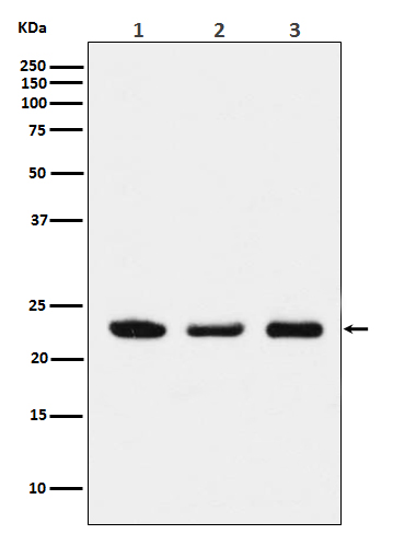 Rabbit Polyclonal Antibody to p23