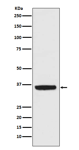 Rabbit Polyclonal Antibody to APE1