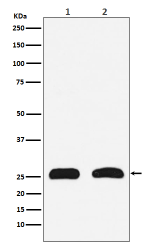 Rabbit Polyclonal Antibody to HMGB2