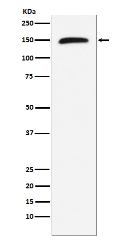 Rabbit Polyclonal Antibody to Rad50