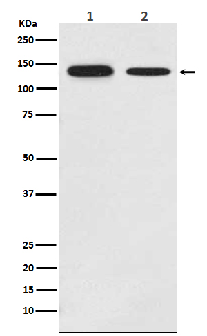 Rabbit Polyclonal Antibody to Growth Hormone Receptor