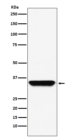 Rabbit Polyclonal Antibody to Adenosine A1 Receptor