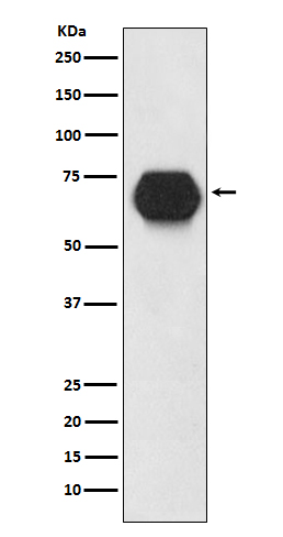 Rabbit Polyclonal Antibody to CD55