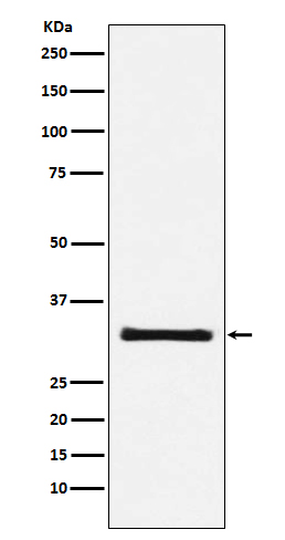 Rabbit Polyclonal Antibody to GC1q R