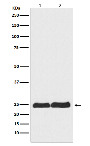 Rabbit Polyclonal Antibody to Ran