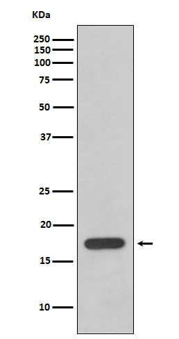 Rabbit Polyclonal Antibody to Cyclophilin F
