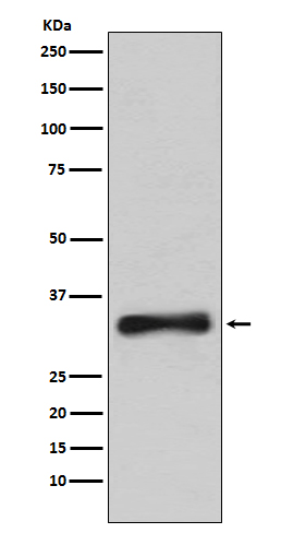 Rabbit Polyclonal Antibody to Emerin