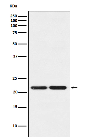 Rabbit Polyclonal Antibody to HP1 gamma