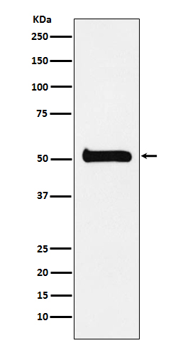 Rabbit Polyclonal Antibody to ULK3